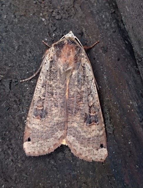 Noctua pronuba - nagy sárgafűbagoly