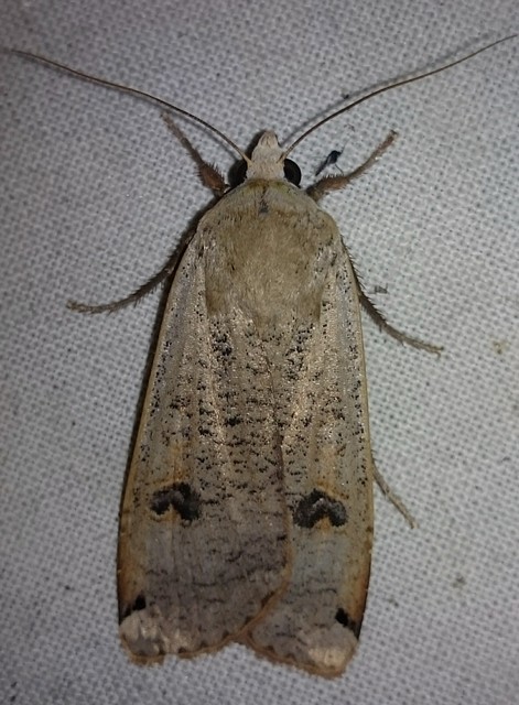 Noctua pronuba - nagy sárgafűbagoly