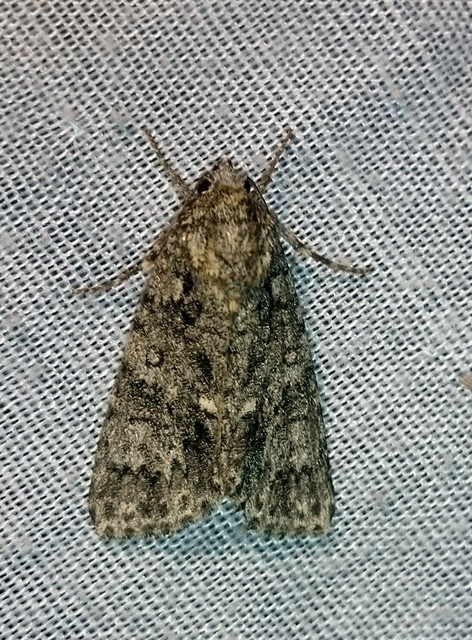Acronicta rumicis - sóska-szigonyosbagoly Acronicta rumicis - sóska-szigonyosbagoly