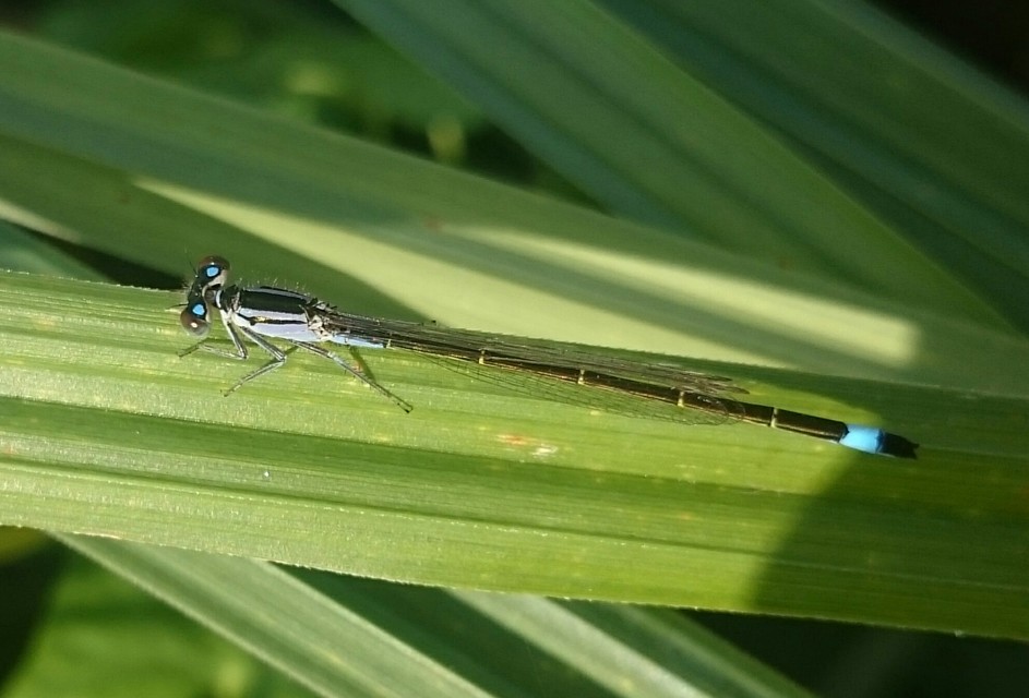 Ischnura elegans