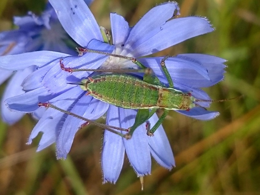 Leptophyes albovittata - közönséges virágszöcske