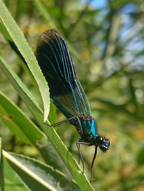 Calopteryx splendens - sávos szitakötő
