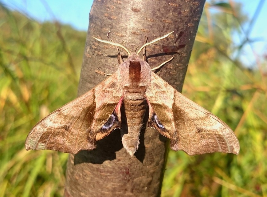 Smerinthus ocellatus - esti pávaszem