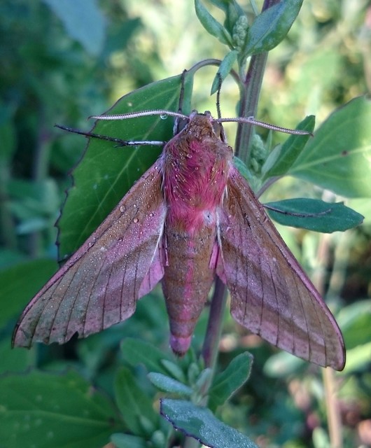Deilephila elpenor - szőlőszender