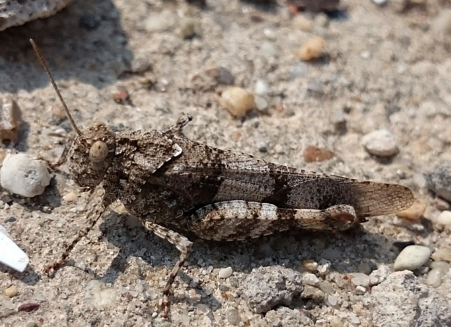 Oedipoda caerulescens - kékszárnyú sáska
