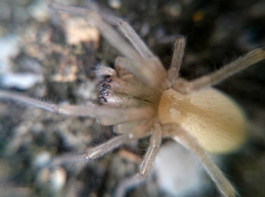 Cheiracanthium mildei - sárga dajkapók