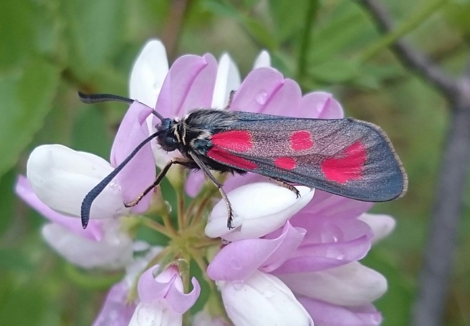 Zygaena loti - közönséges csüngőlepke