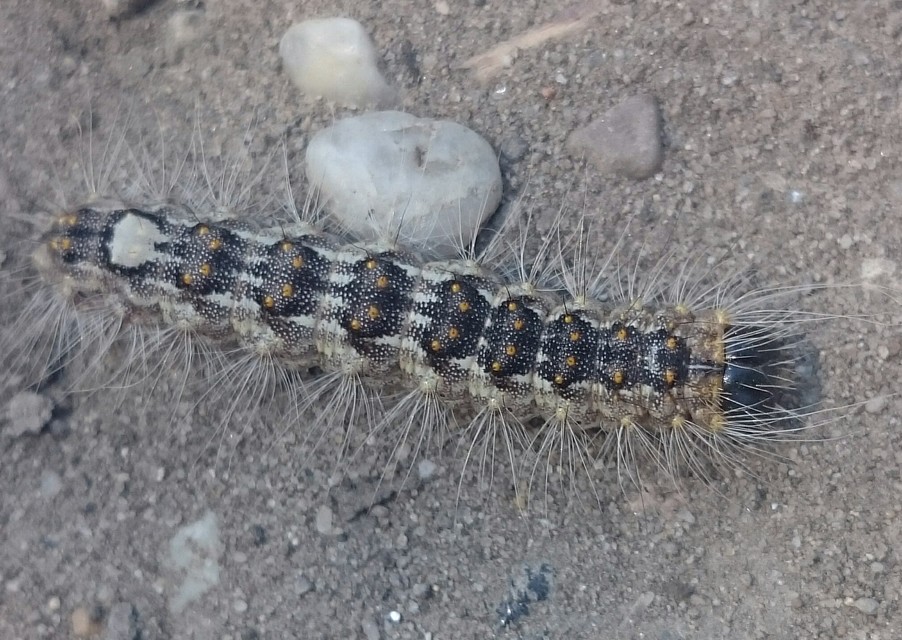 Acronicta megacephala - nagyfejű szigonyosbagoly