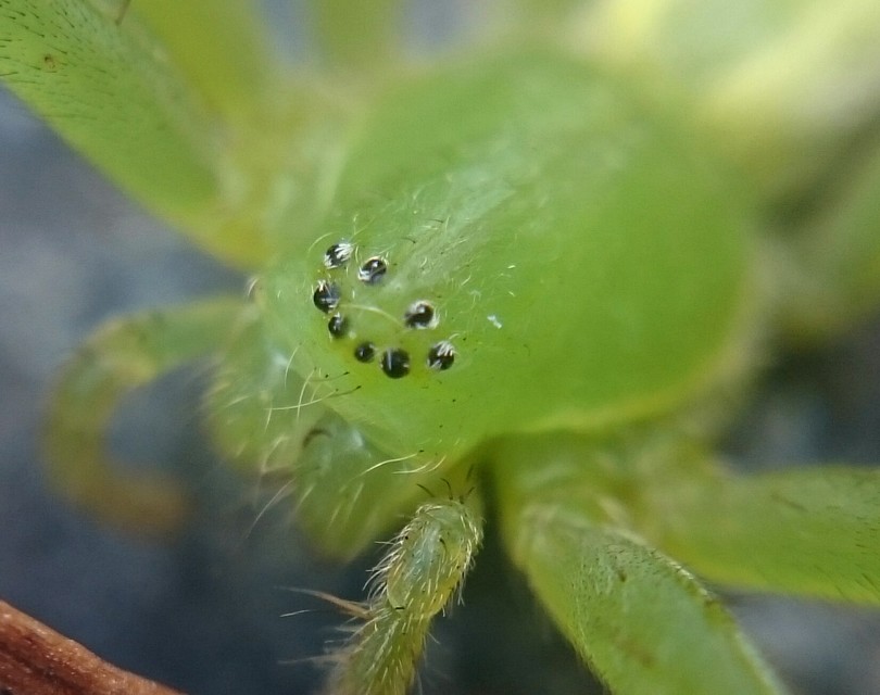 Micrommata virescens - hunyópók