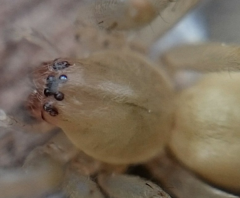 Cheiracanthium mildei - sárga dajkapók