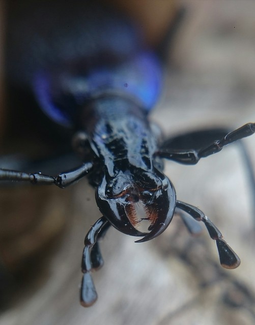 Carabus intricatus - kék laposfutrinka Carabus intricatus - kék laposfutrinka
