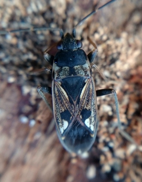 Rhyparochromus vulgaris - közönséges díszesbodobács