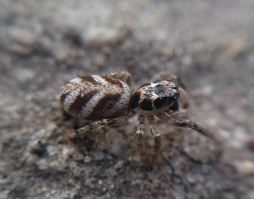 Salticus scenicus - színészpók