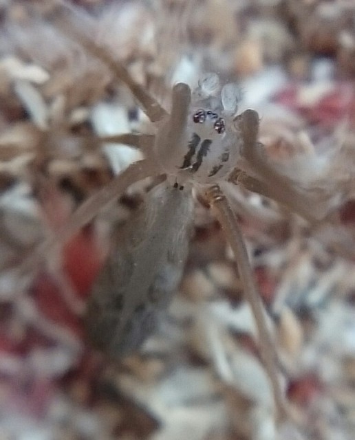 Pholcus opilionoides - kis álkaszáspók