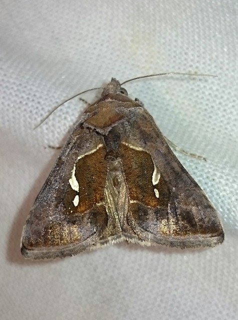 Macdunnoughia confusa - cseppfoltos ezüstbagoly