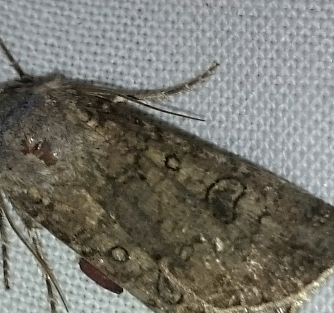 Agrotis segetum - vetési földibagoly