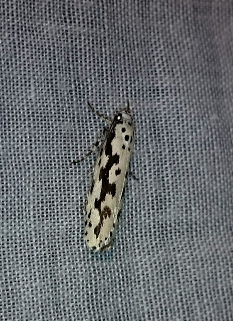 Ethmia candidella - őszi feketemoly