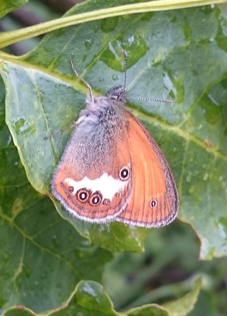 Coenonympha arcania - fehéröves szénalepke