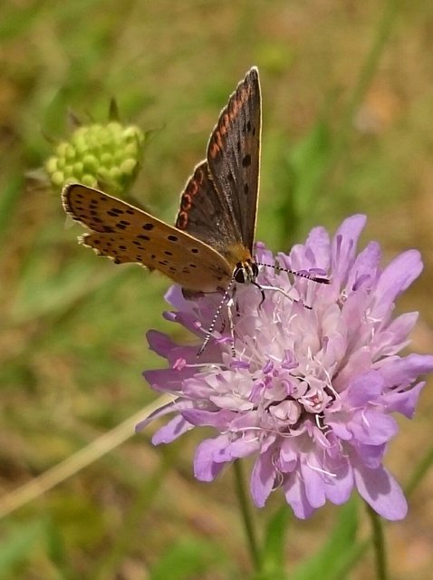 Lycaena tityrus - barna tűzlepke
