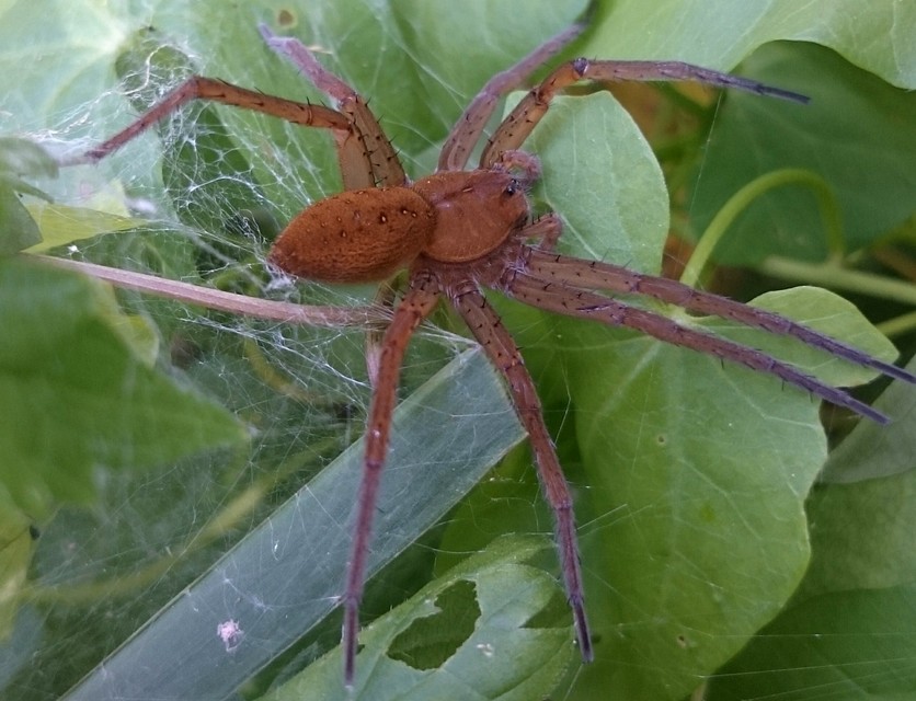 Dolomedes plantarius - parti vidrapók