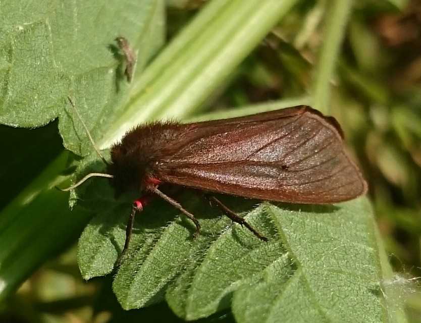 Phragmatobia fuliginosa - füstös medvelepke