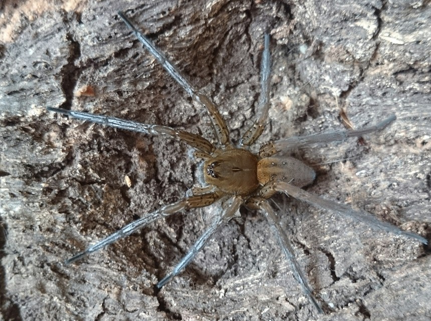 Dolomedes plantarius - parti vidrapók