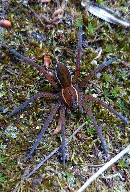 Dolomedes fimbriatus - szegélyes vidrapók