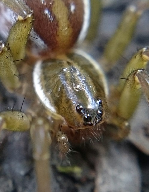 Pirata piscatorius