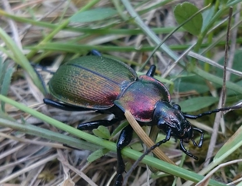 Carabus scheidleri jucundus - pompás változó futrinka
