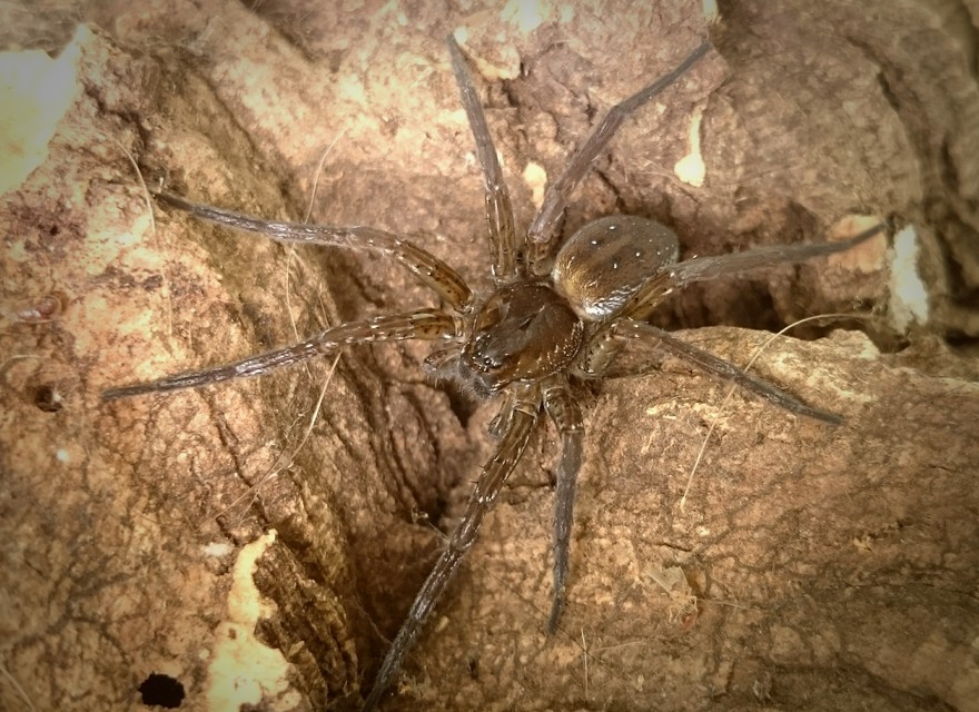 Dolomedes plantarius - parti vidrapók