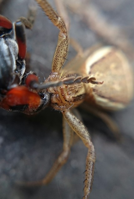 Xysticus ulmi - cserje-karolópók