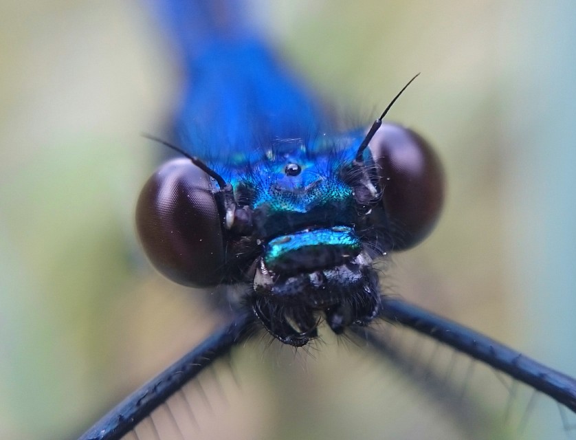 Calopteryx splendens - sávos szitakötő
