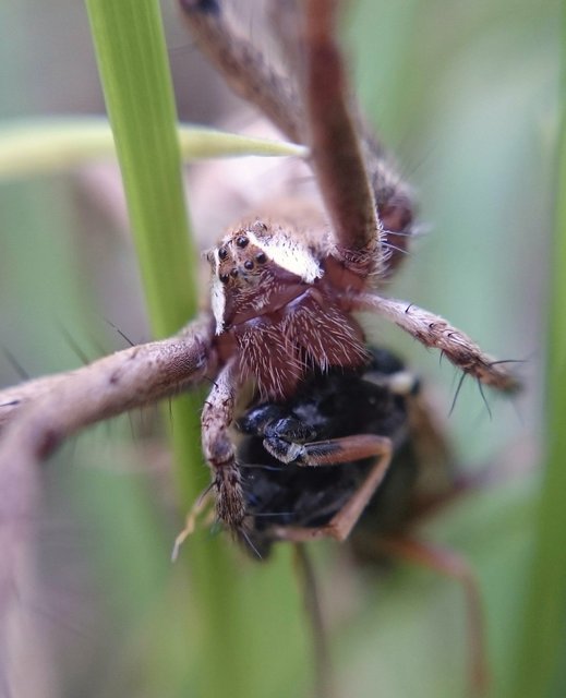Pisaura mirabilis - csodáspók
