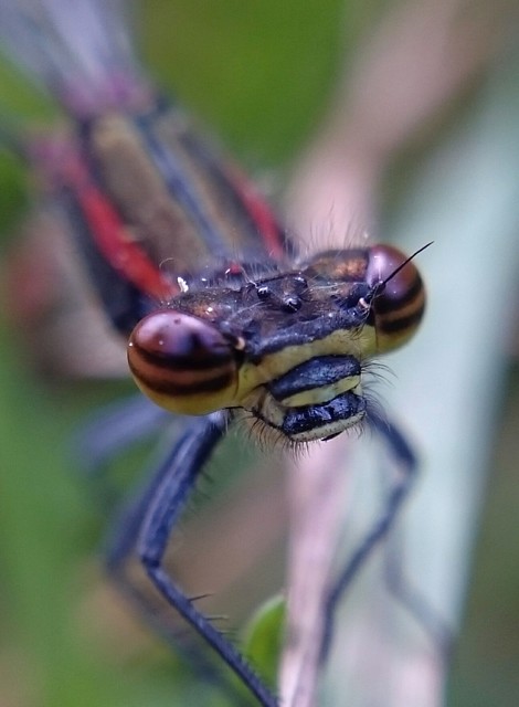 Pyrrhosoma nymphula