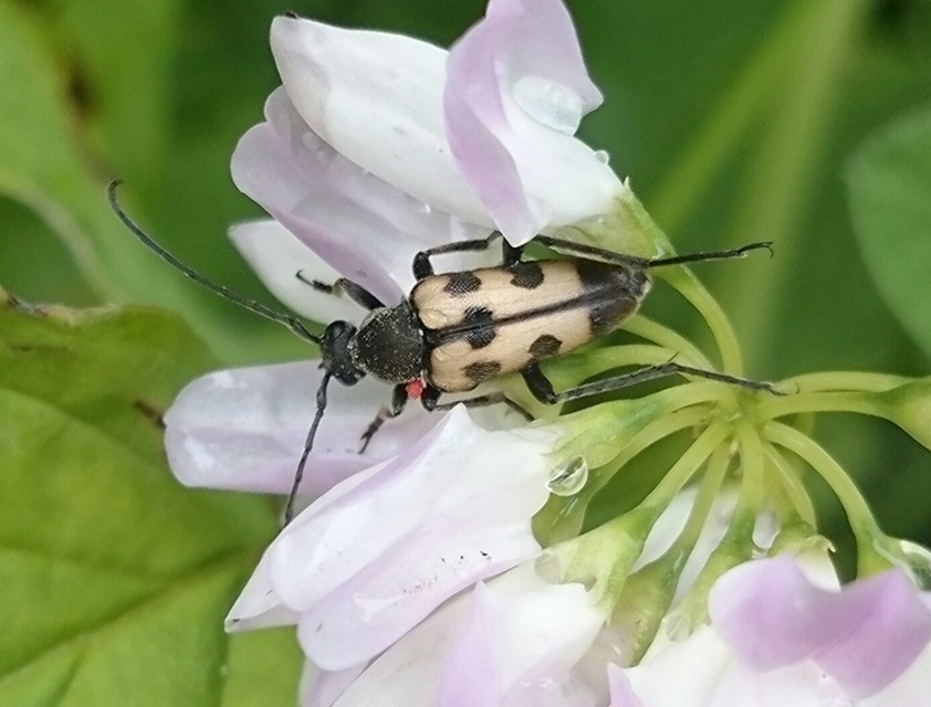 Pachytodes erraticus - rajzos virágcincér