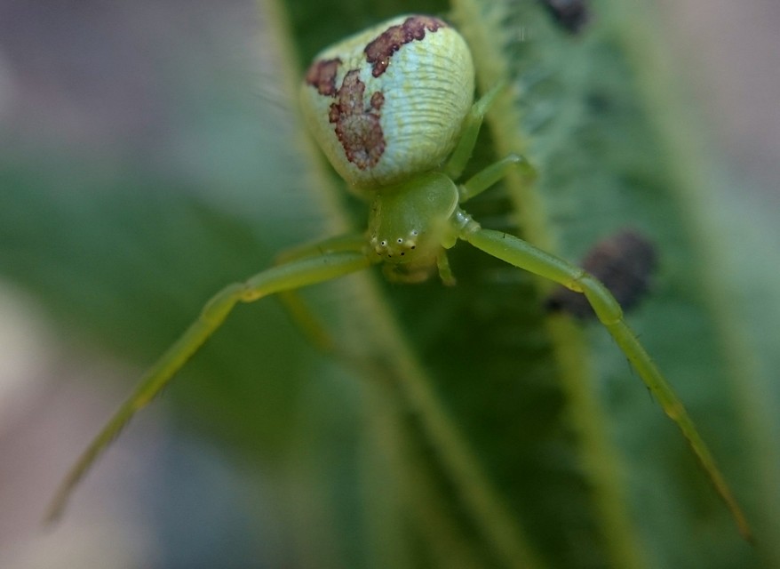 Ebrechtella tricuspidata - alakoskodó karolópók