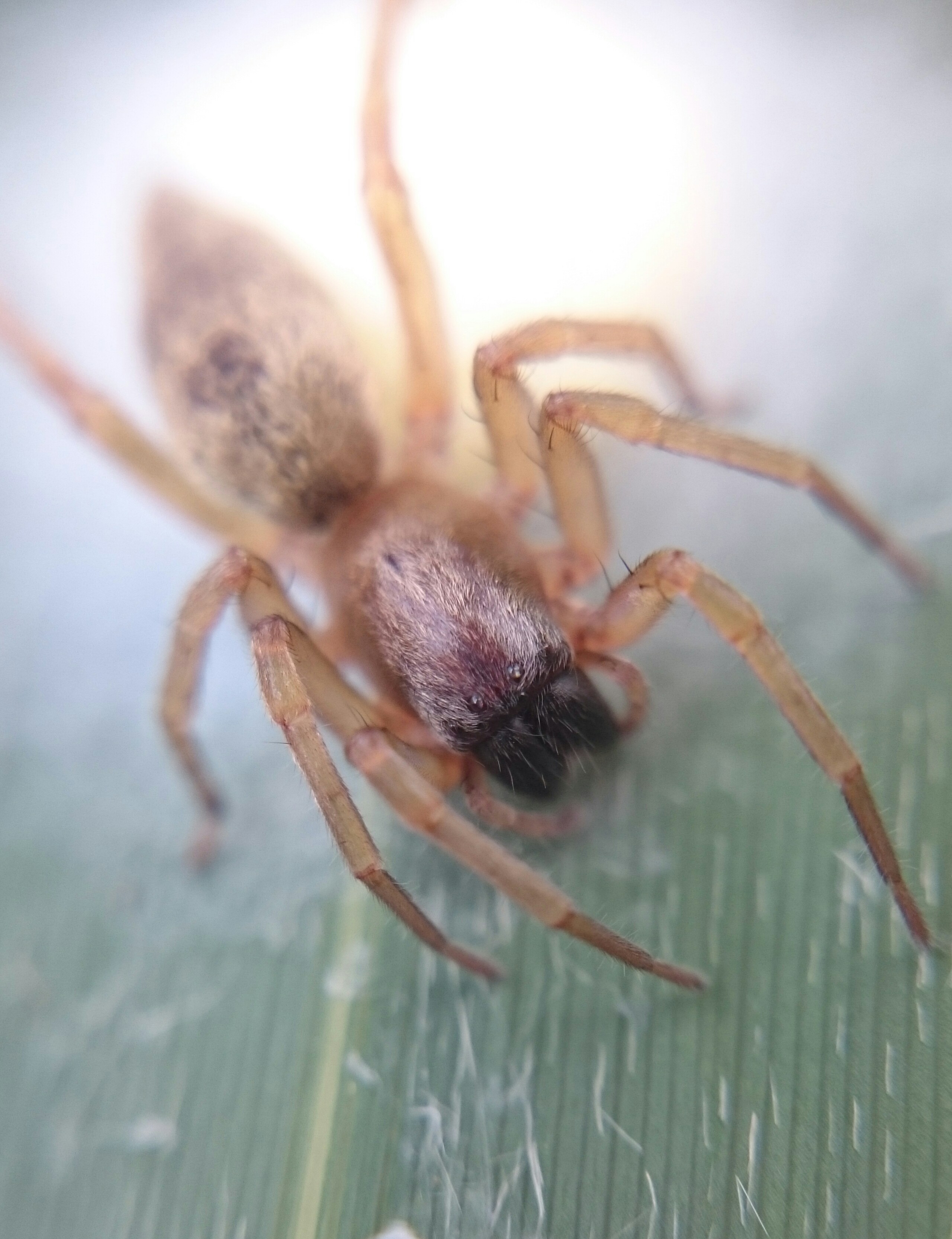 Clubiona phragmitis - nádi kalitpók