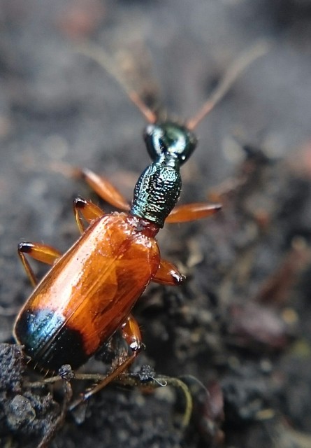 Odacantha melanura - ingoványfutó