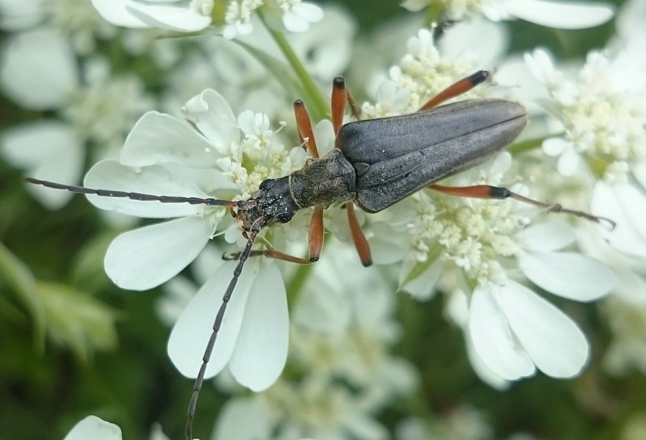 Stenocorus meridianus - fűz-gyökércincér