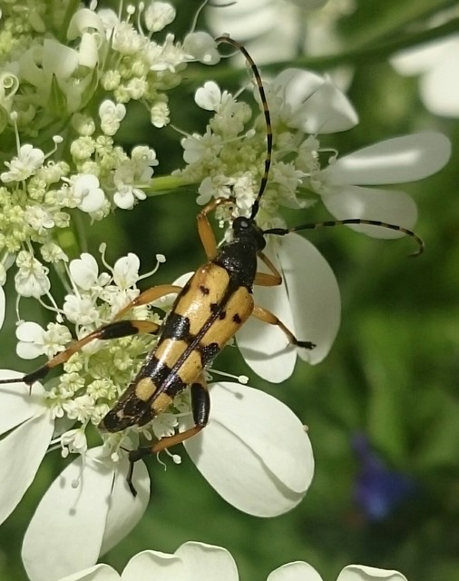 Rutpela maculata - tarkacsápú karcsúcincér