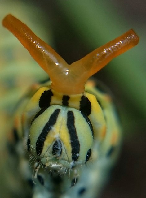 Papilio machaon - fecskefarkú lepke