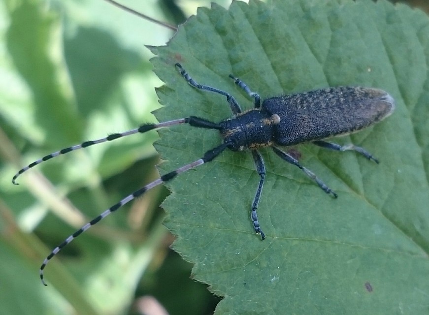 Agapanthia dahli - sárgagyűrűs bogáncscincér