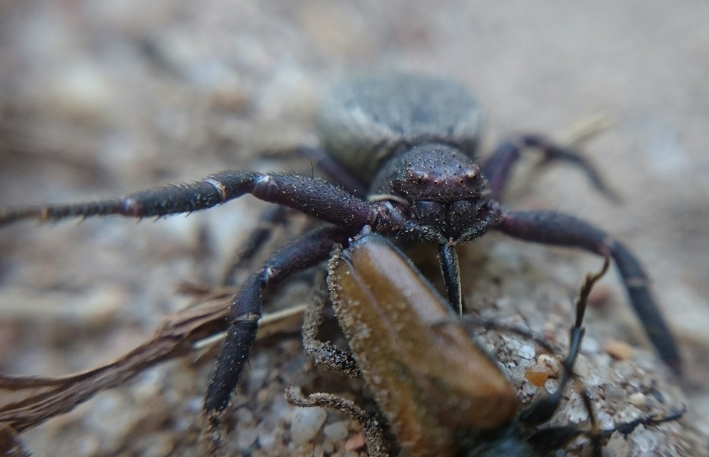 Bassaniodes robustus - vaskos karolópók