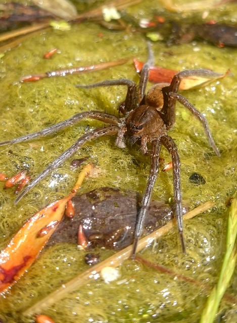 Dolomedes plantarius - parti vidrapók