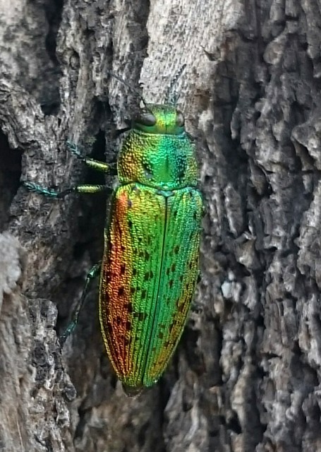Lamprodila rutilans - hársfa-tarkadíszbogár Lamprodila rutilans - hársfa-tarkadíszbogár