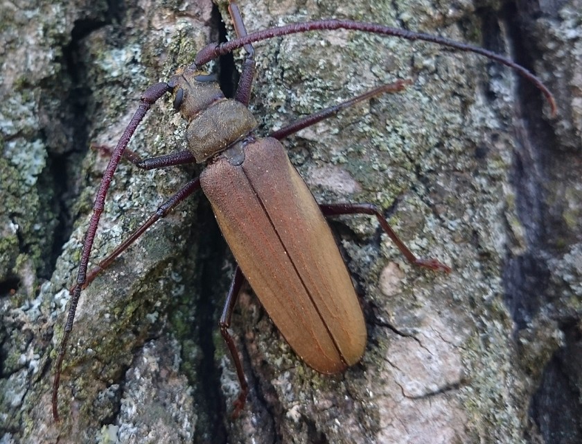 Aegosoma scabricorne - diófacincér