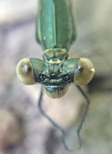 Lestes virens