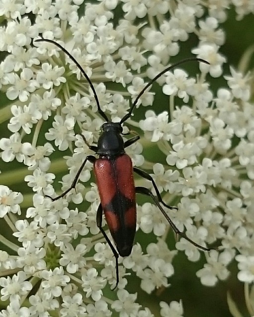 Stenurella bifasciata - kétöves karcsúcincér