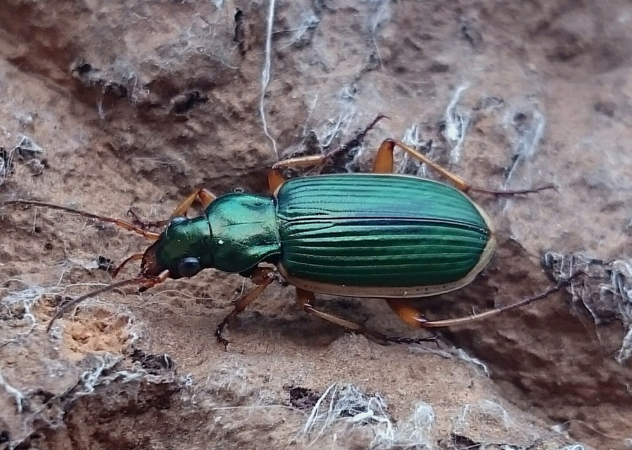 Chlaenius spoliatus - csupasz bűzfutó