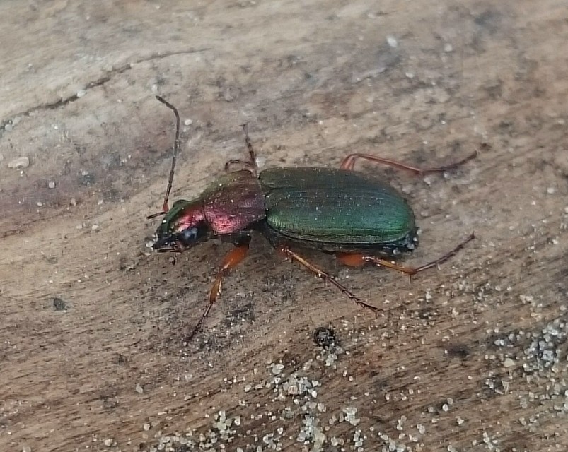 Chlaenius nigricornis - sötétcsápú bűzfutó